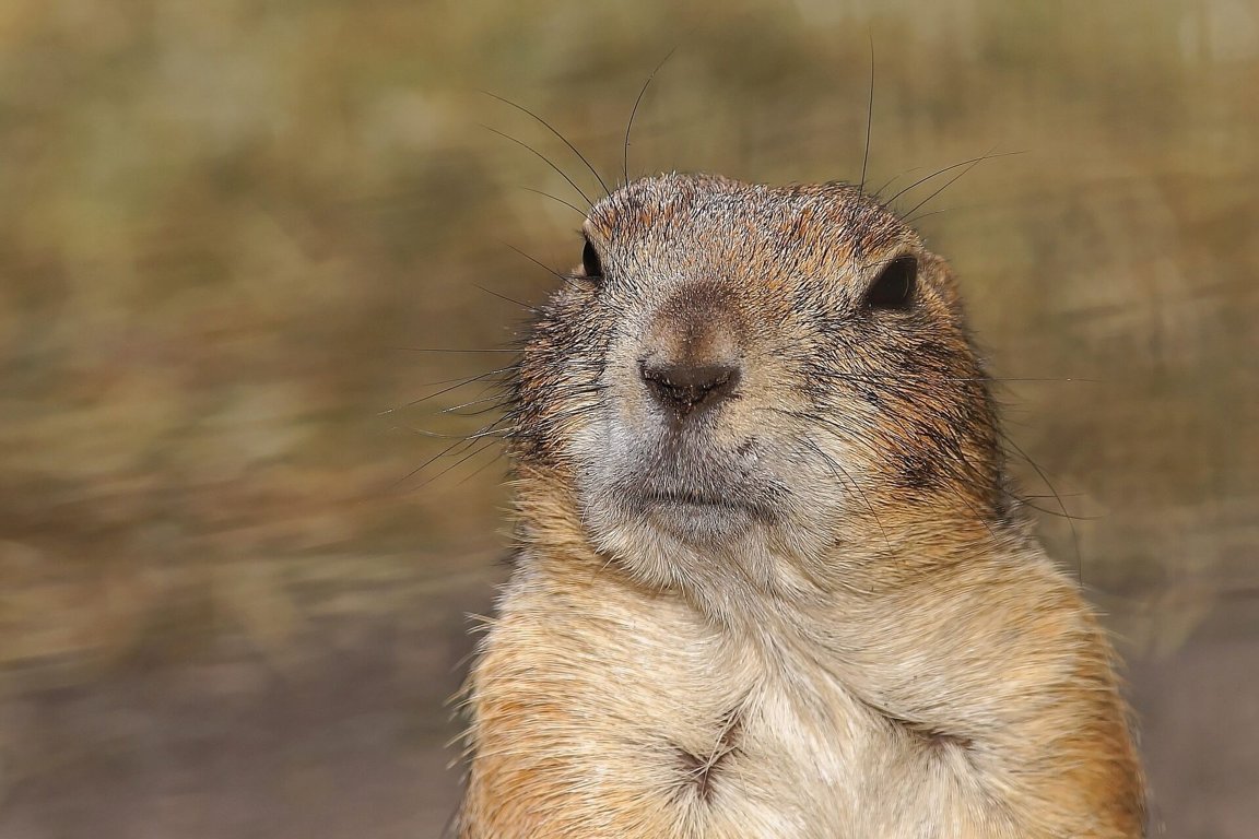 gopher